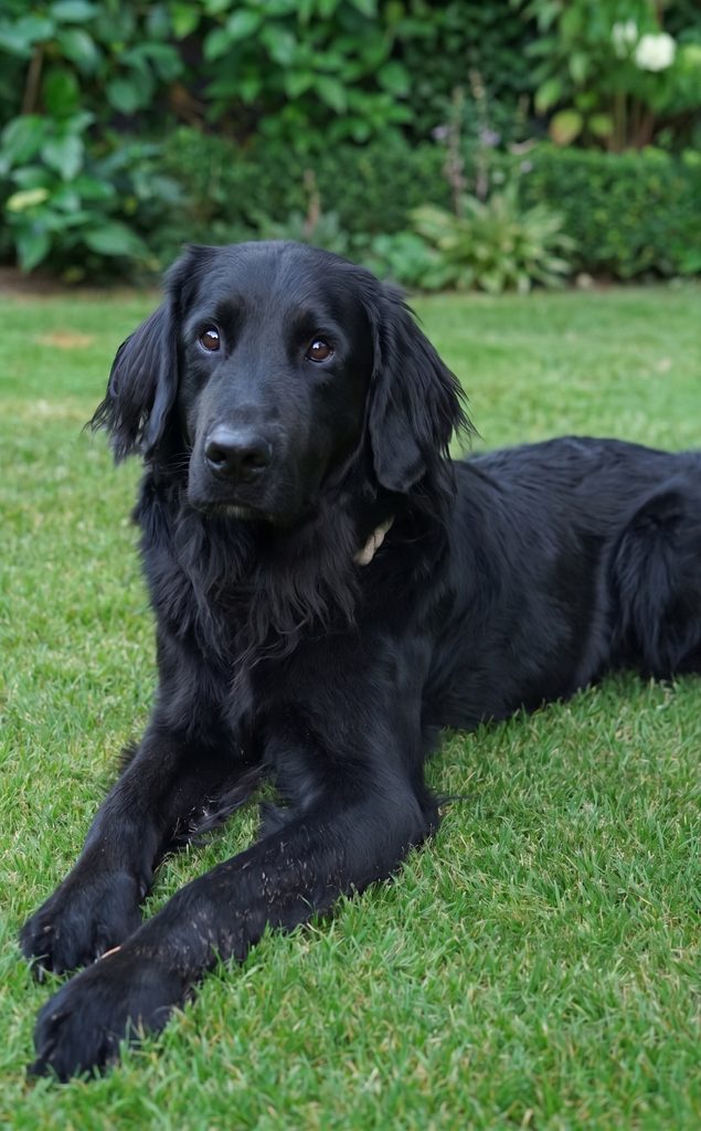 Anne Heitkämpers Hund, der sie gerne auf Wunsch bei ihrer Arbeit als zertifizierte Senioren-Assistentin / Alltagsbegleitung unterstützt. Schenefeld Halstenbek Rellingen Iserbrook Blankenese